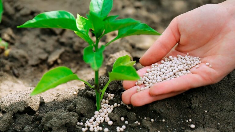 Índice de poder de compra de fertilizantes cai 5% em julho