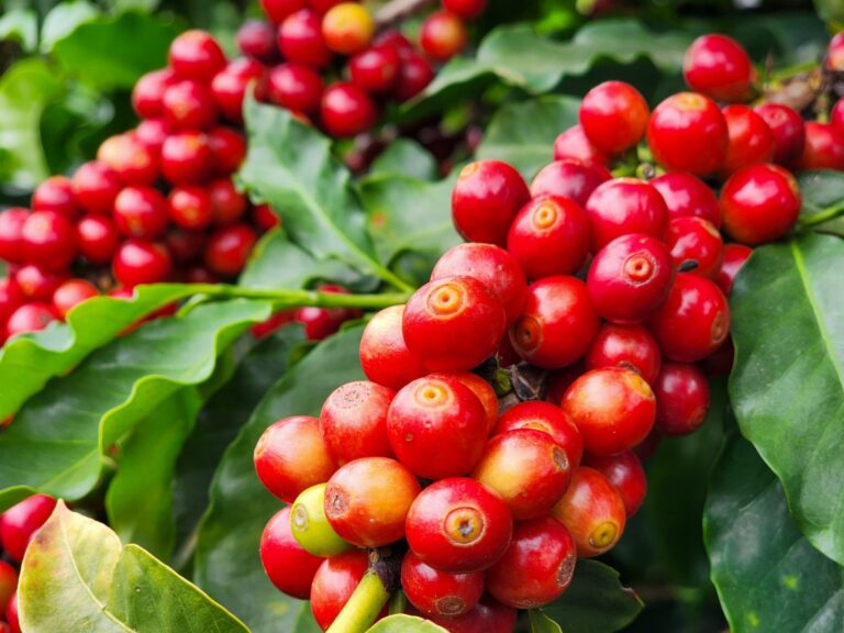 Hedgepoint mantém projeção de safra recorde de café brasileiro em 75,8 milhões de sacas