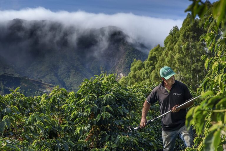 Cafeicultores veem melhoria no poder de compra de fertilizantes para safra 2027/28