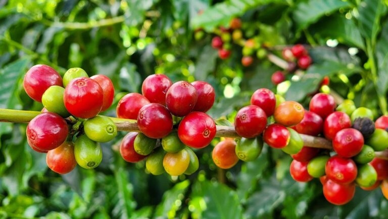 Café arábica dispara em Nova York com temores sobre oferta brasileira