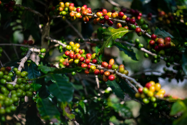 Café arábica sobe quase 5% em Nova York e atinge R$ 2 mil em Minas Gerais