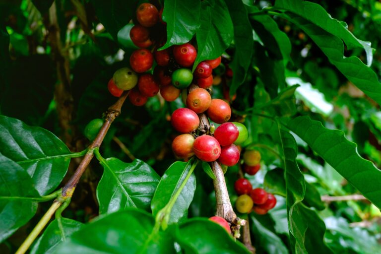 Café cai em Nova York com avanço da colheita brasileira