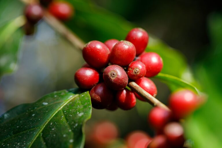 Colheita de café arábica avança mas qualidade dos lotes preocupa produtores