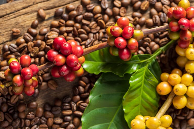 Café opera com leves baixas em Nova York nesta terça-feira