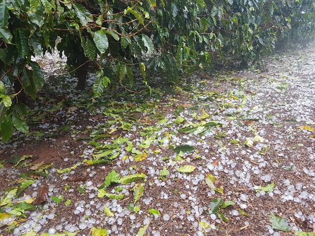 Ciclone e frente fria trazem chuva, ventos e granizo a regiões cafeeiras