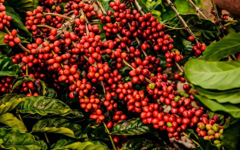 Estudo contesta resistência do café robusta às mudanças climáticas