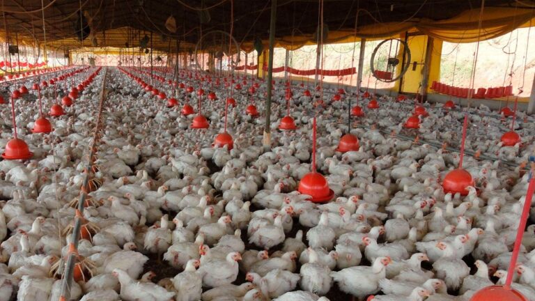 Paraná intensifica foco em biosseguridade para manter liderança na avicultura