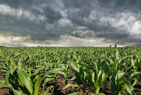 Serasa registra alta de 22% em pedidos de recuperação judicial no agro em 2026