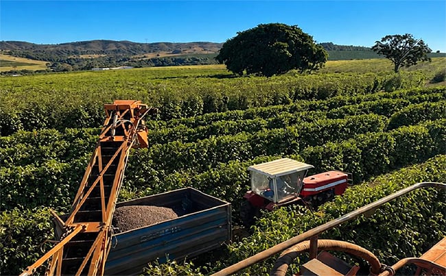 Colheita de café arábica encerra julho em 66% na área