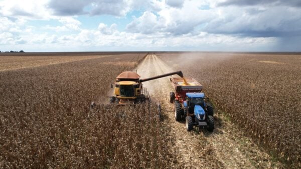 Colheita de milho segunda safra ultrapassa 99% em Mato Grosso