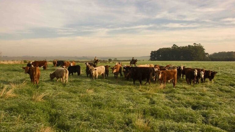 CNA lança Rally Forrageiras para enfrentar desafios do Semiárido