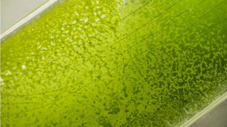 Insuma Biotecnologia prospecta microalgas brasileiras para inovações no agro