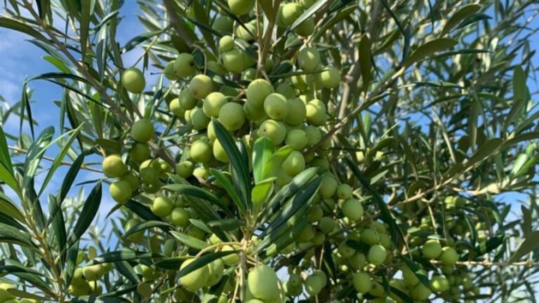 Ibraoliva pede investigação sobre azeite extravirgem europeu à Receita Federal