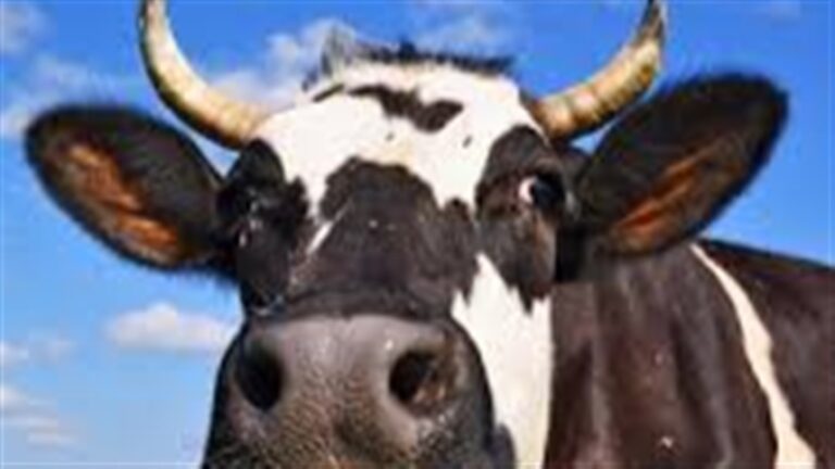 Vacas viram tokens digitais para ampliar crédito rural