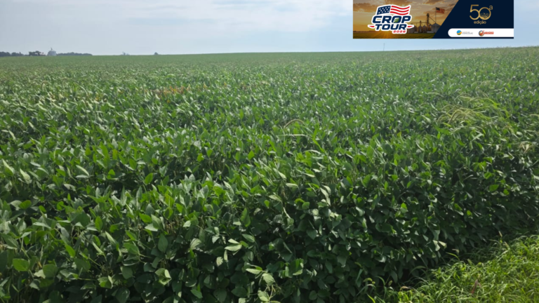 Crop Tour Grupo Labhoro registra soja e milho comprometidos em Illinois