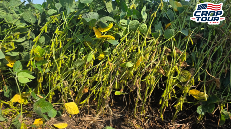 Iowa enfrenta perdas na safra de soja com doenças em áreas irregulares