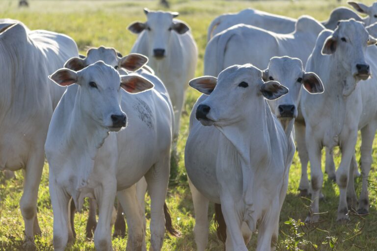 Exportações brasileiras de carne bovina desaceleram em julho