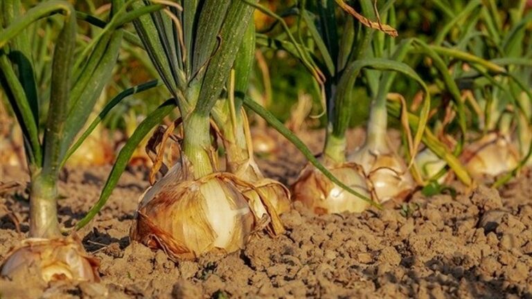 Sanidade das raízes reforça produtividade da cebola