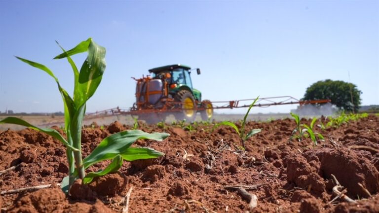 HRAC-BR alerta sobre controle de milho tiguera antes do plantio