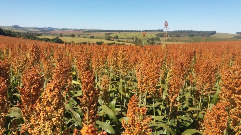 Abramilho comemora expansão da produção de sorgo após um ano de parceria chinesa