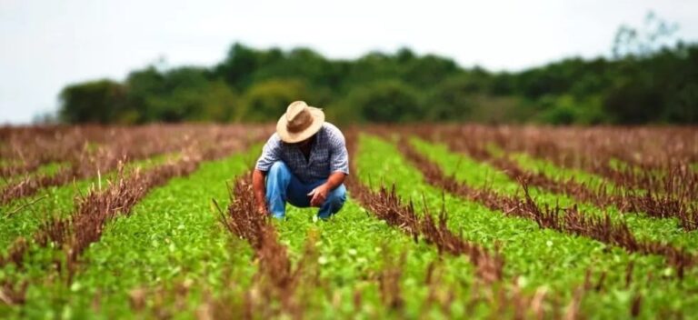 Governo libera apenas 13% do valor para renegociar dívidas rurais