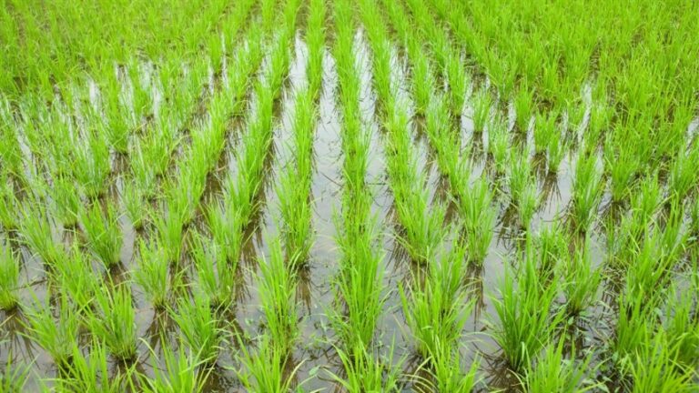 Chuva reduz dias disponíveis para plantio de arroz no Mercosul em 2026/27