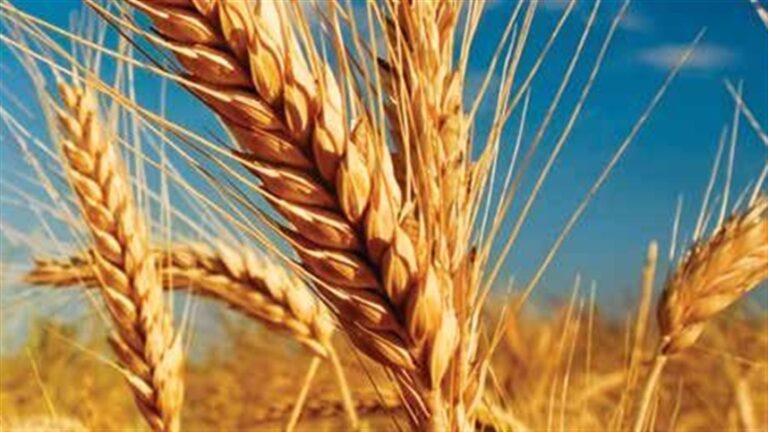 TF Agroeconômica recomenda vendas escalonadas de trigo ante volatilidade