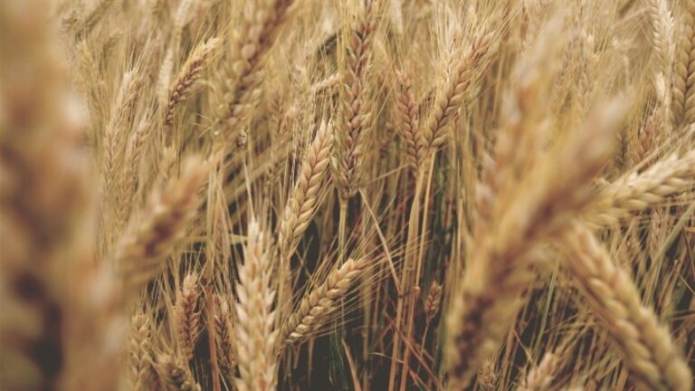 Conab reduz estimativa de área de trigo em 2,6% na safra 2026