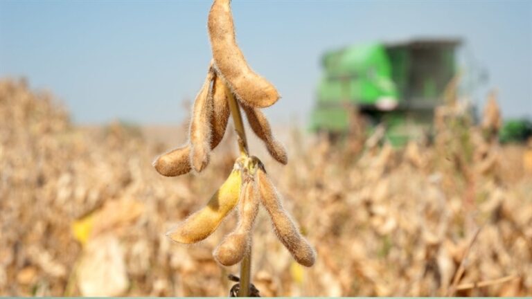 Clima e geopolítica ampliam volatilidade no mercado agrícola