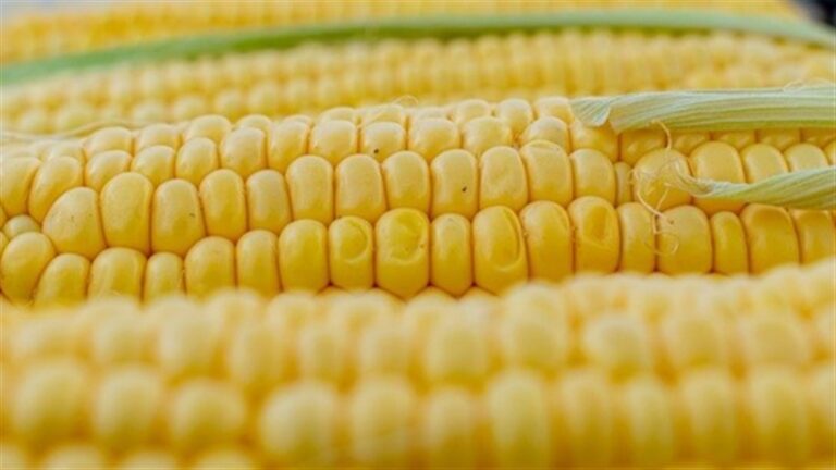 Milho sobe 5,8% em agosto com colheita em fase final