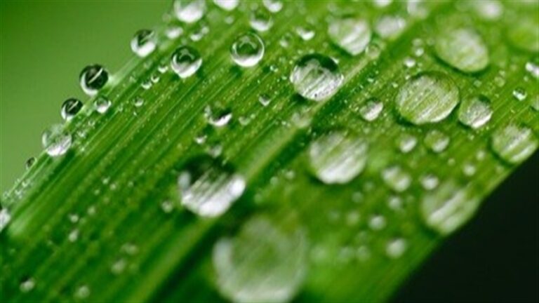 Chuvas na entressafra ampliam janela de controle de plantas daninhas