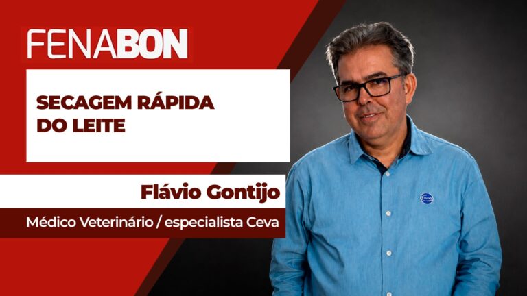 Secagem rápida do leite melhora saúde da glândula mamária em vacas