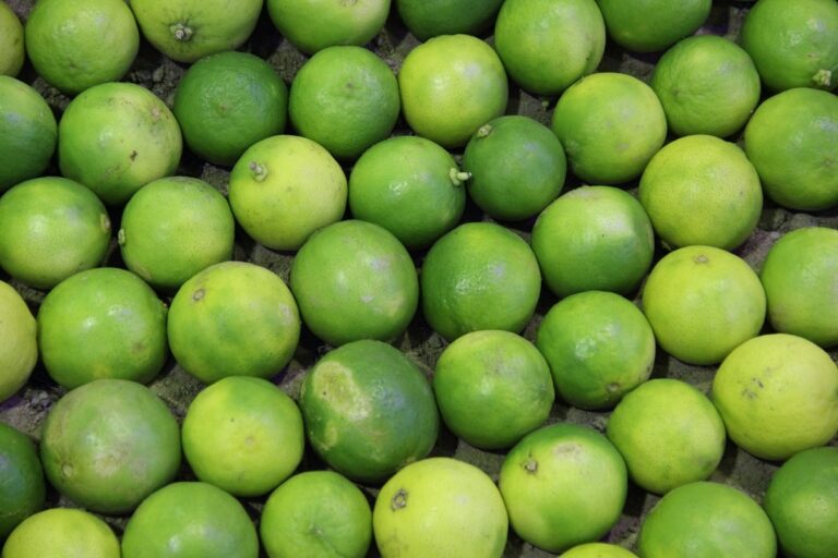 Greening ameaça oferta de limão e exige atenção redobrada aos pomares