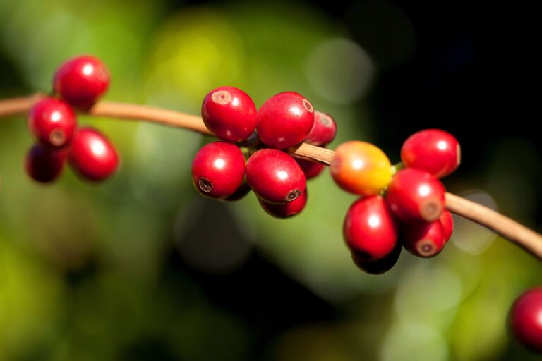 Cooxupé avança colheita de café em quatro regiões de atuação