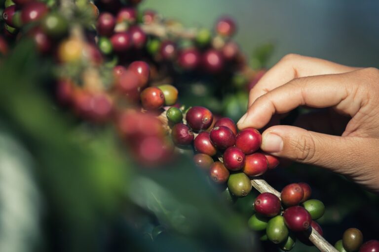 Café fecha com altas em Nova York, mas negócios travados no Brasil
