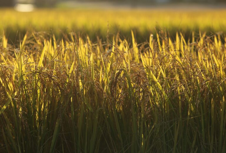 SindArroz-SC alerta setor sobre riscos do El Niño na semeadura de arroz
