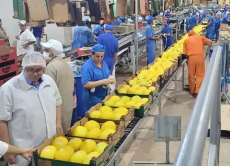 Melão amarelo mantém preço estável na Ceagesp apesar de melhor escoamento