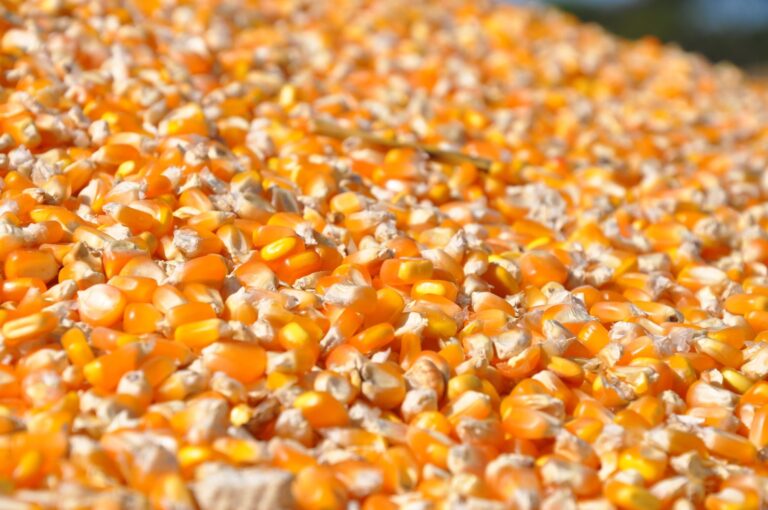 USDA reduz projeção de estoques de milho nos EUA em relatório de agosto
