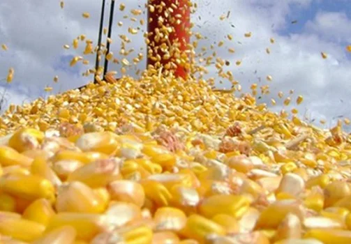Colheita de milho segunda safra avança para 84,4% no Brasil