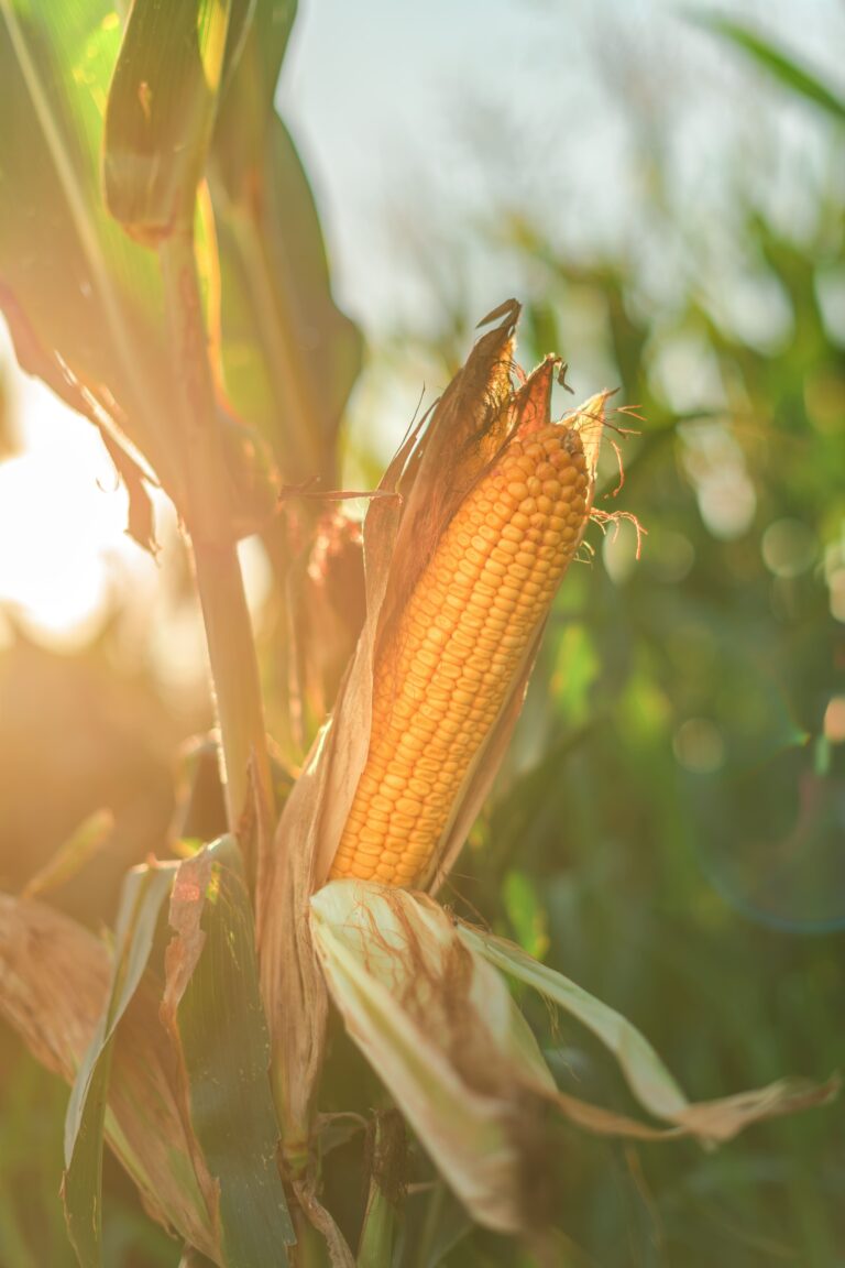 Milho sobe 3% em julho, mas indicador fica estável no fim do mês