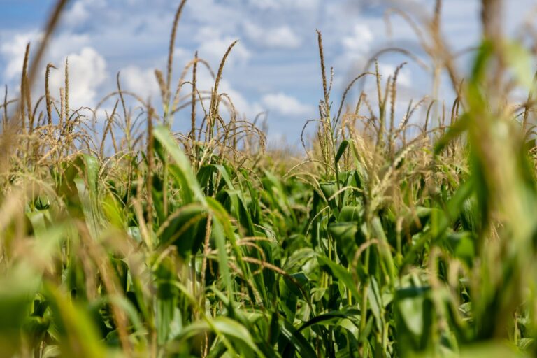 StoneX projeta safra de milho dos EUA em 16,16 bilhões de bushels