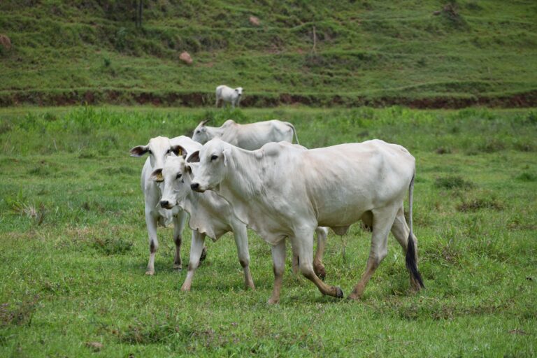 Cepea aponta queda na cotação da arroba do boi gordo em agosto