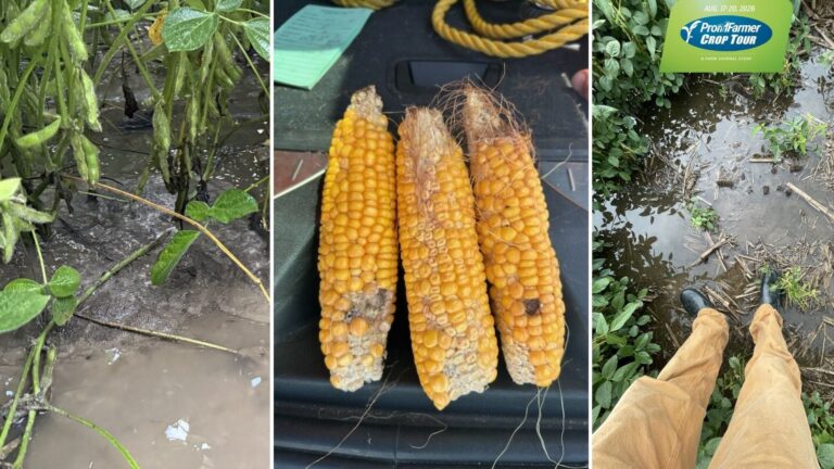 Pro Farmer Crop Tour revela lavouras irregulares de milho e soja nos EUA