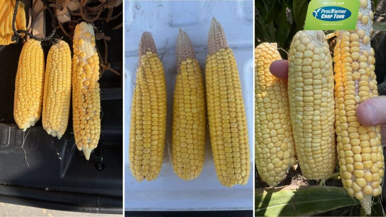 Pro Farmer Crop Tour 2026 começa com foco no excesso de umidade no Corn Belt