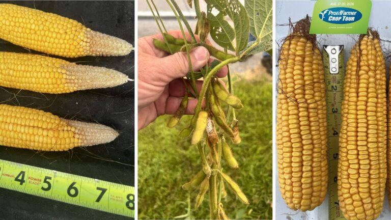 Pro Farmer avalia lavouras de Illinois e Iowa com resultados desiguais em milho e soja