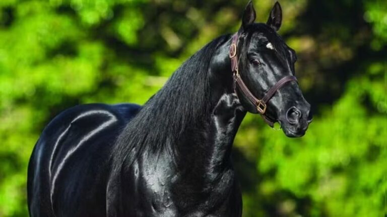 Haras Frange realiza 5ª edição de leilão de quarto de milha no Palácio Tangará