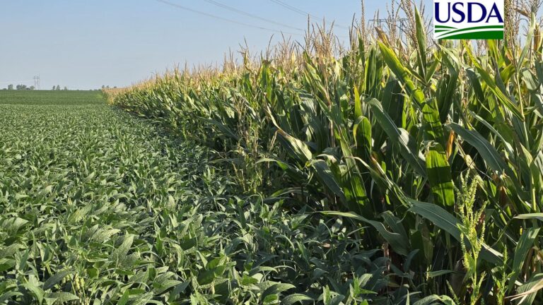 USDA reduz novamente classificação da soja e do milho nos EUA