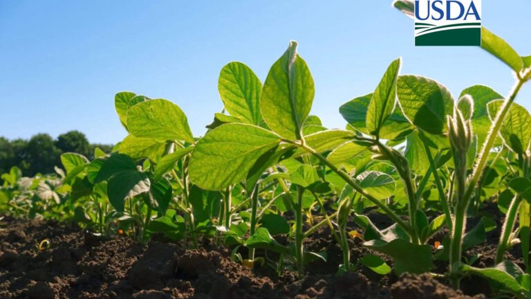 USDA mantém soja estável e aponta deterioração do milho nos EUA