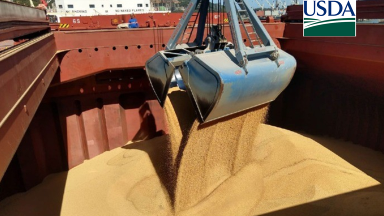 Anec reduz previsão de exportação de soja do Brasil em agosto