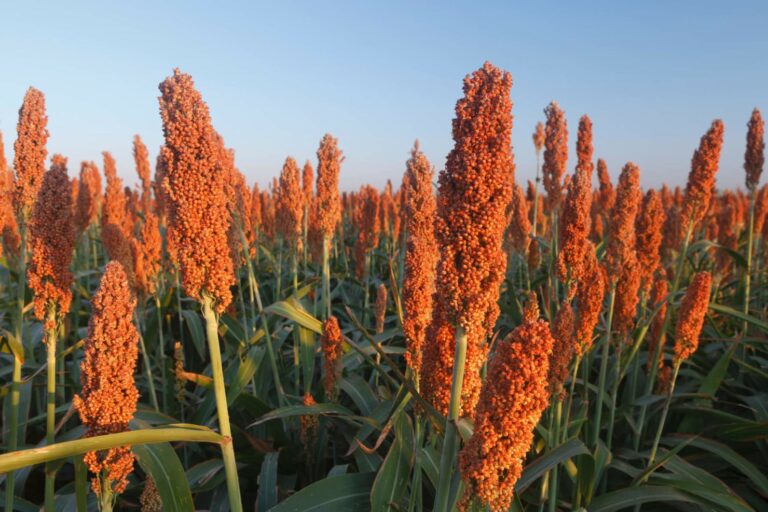 Sorgo supera milho em preço e abre oportunidade para Brasil liderar mercado global